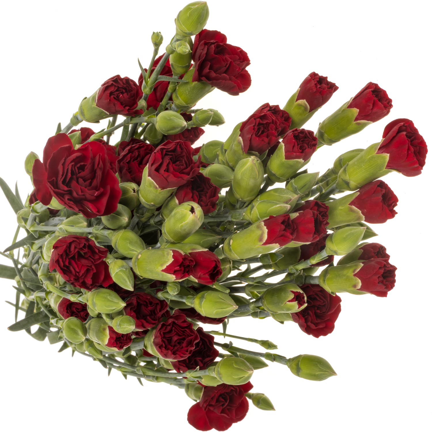 Spraynelke dunkel rot Chateau 60cm