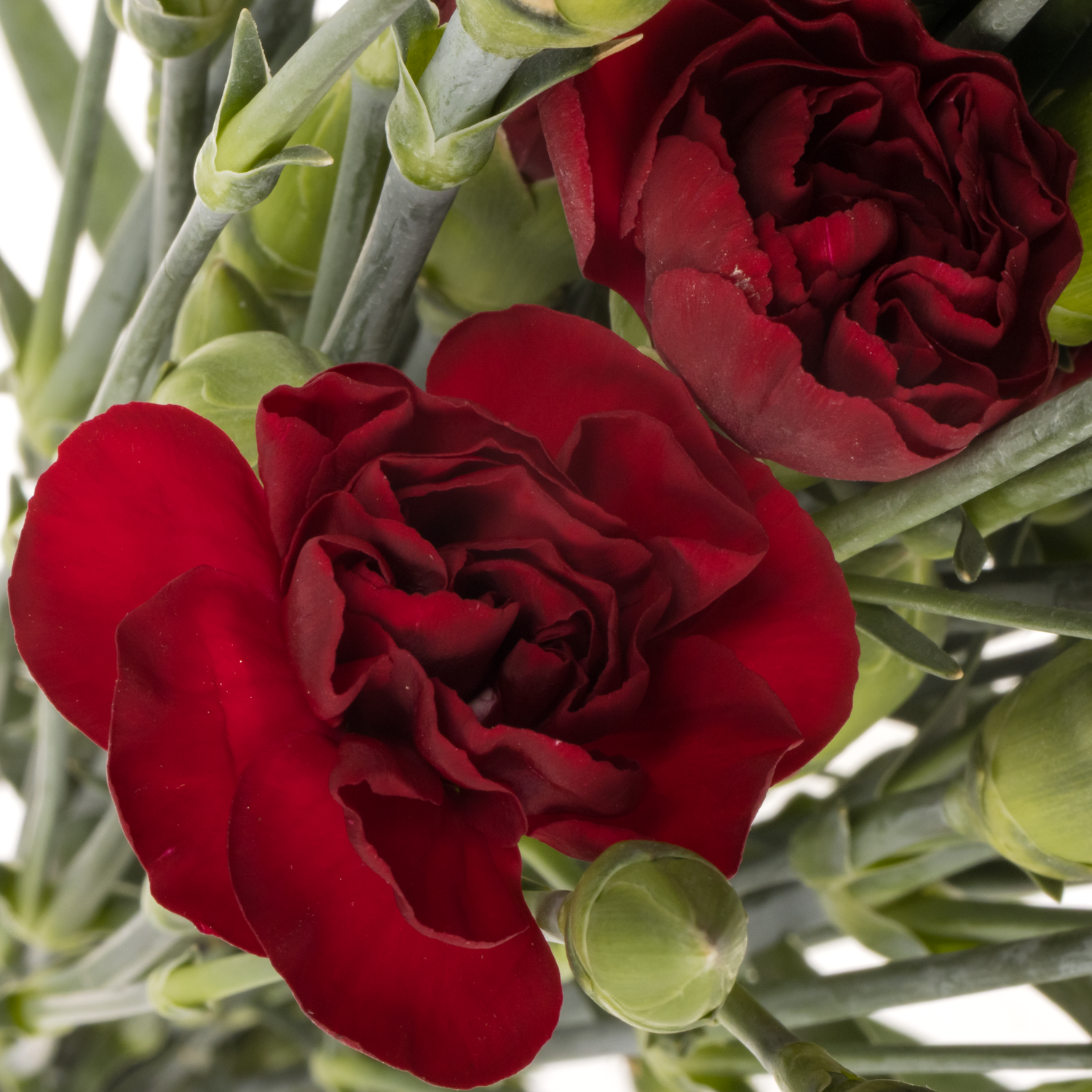 Spraynelke dunkel rot Chateau 60cm