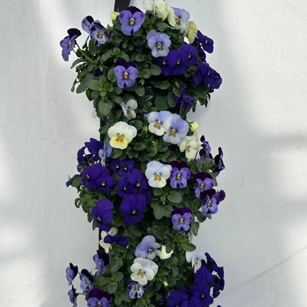 Hornveilchen blau/weiss/hellblau Wandhänger H025