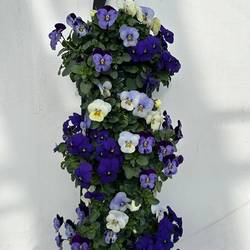 Hornveilchen blau/weiss/hellblau Wandhänger H025