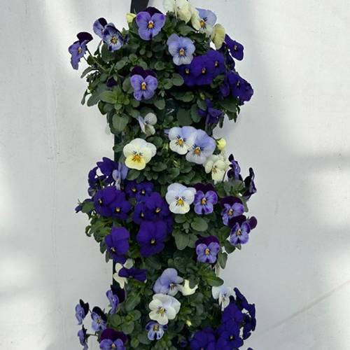 Hornveilchen blau/weiss/hellblau Wandhänger H025