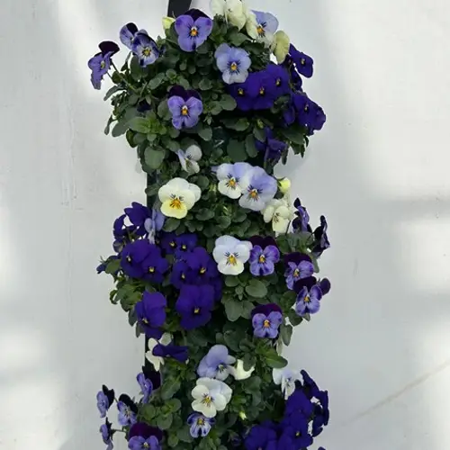 Hornveilchen blau/weiss/hellblau Wandhänger H025