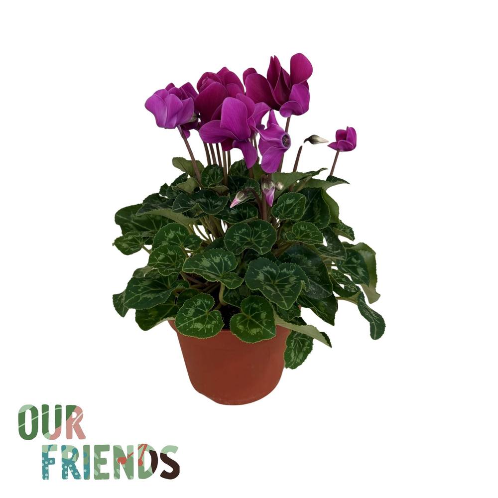 Cycl.dunkel violett Elegante T12 H025