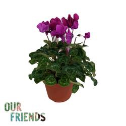 Cycl.dunkel violett Elegante T12 H025
