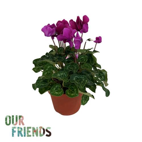Cycl.dunkel violett Elegante T12 H025