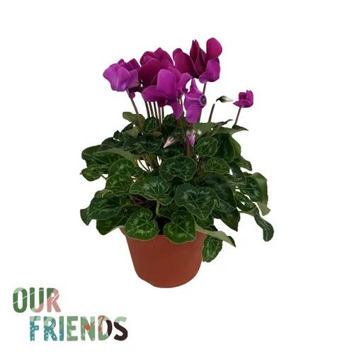 Cyclame dunkel violett Elegante T12 H025