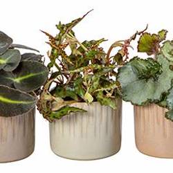 Begonia mix Keramik I66020 T06 H015