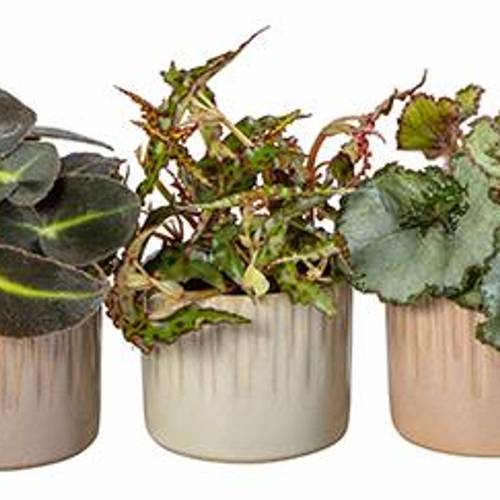 Begonia mix Keramik I66020 T06 H015