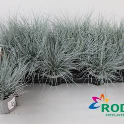 Festuca T10,5 H025