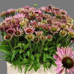 Rudbeccia rosa-braun 60cm