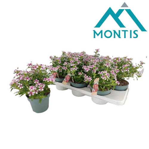 Catharanthus rot/weiss Soiree T14 H017