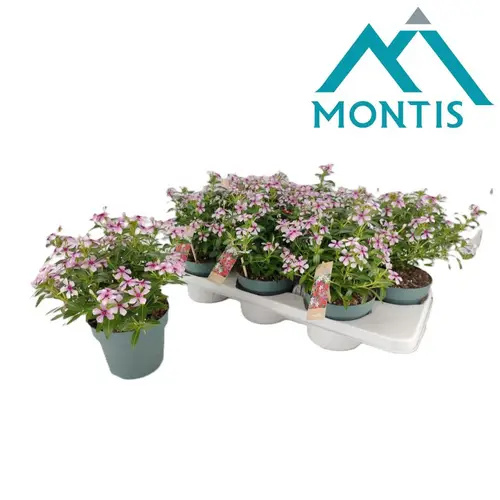 Catharanthus rot/weiss Soiree T14 H017