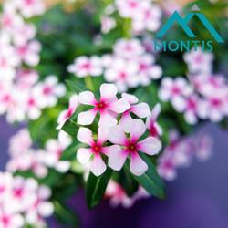 Catharanthus rot/weiss Soiree T14 H017