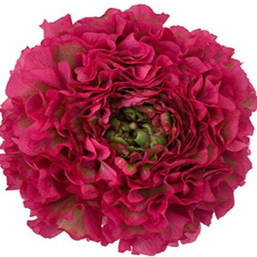 Ranunkel lila CLONI PON PON LILLY HOT PINK 40cm