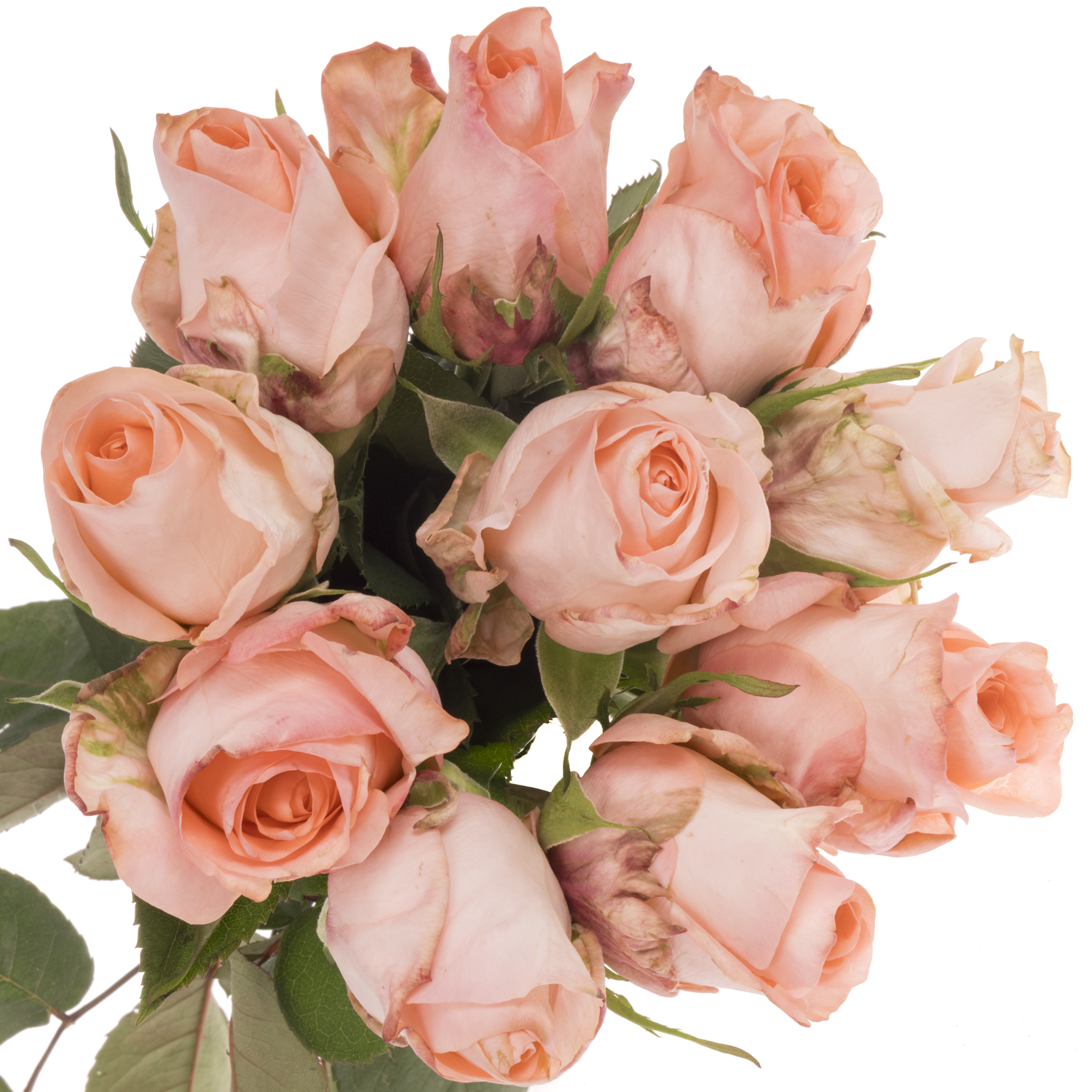 Rose apricot Baby Doll 50cm