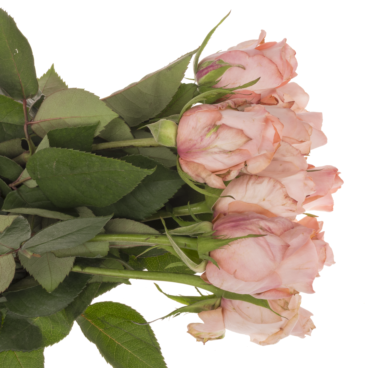 Rose apricot Baby Doll 50cm