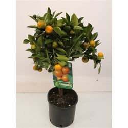 Zitrus Cal Orange T19 H60