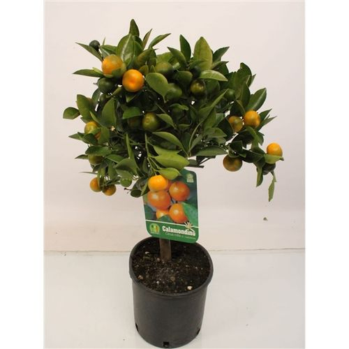 Zitrus Cal Orange T19 H60