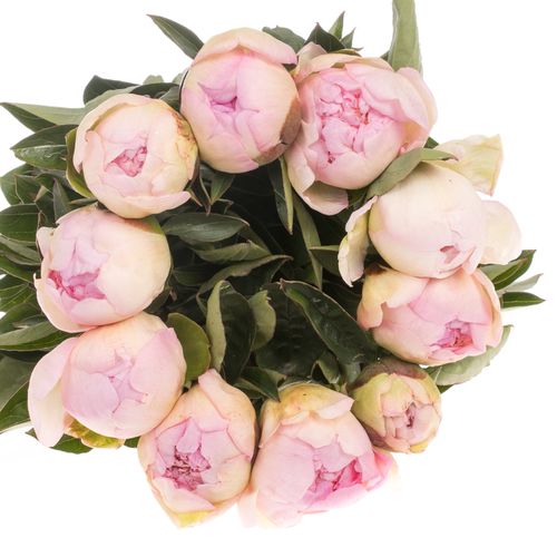 Pfingstrose rosa Fairy 60cm