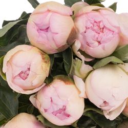 Pfingstrose rosa Fairy 60cm