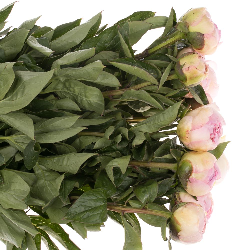 Pfingstrose rosa Fairy 60cm