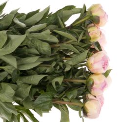 Pfingstrose rosa Fairy 60cm