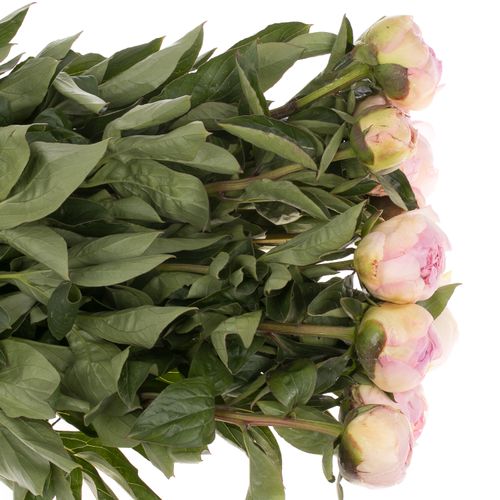 Pfingstrose rosa Fairy 60cm