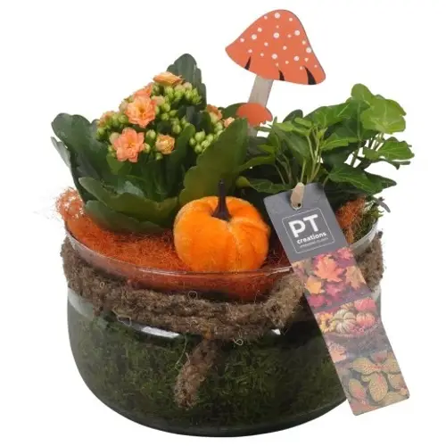 Kal.Arr PTHG3335 Herbst T16 H019