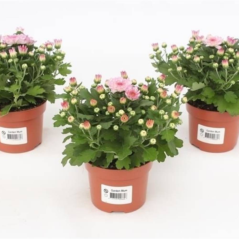 Chrysantheme Gardenmums rosa T10,5 H017