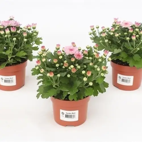 Chrysantheme Gardenmums rosa T10,5 H017