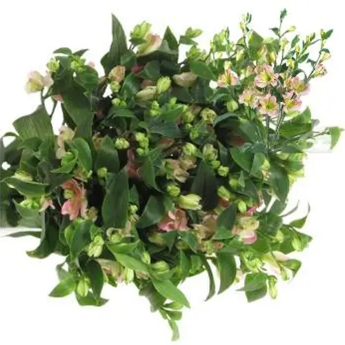 Alstroemerie rosa Charmelia Valentin Angebot