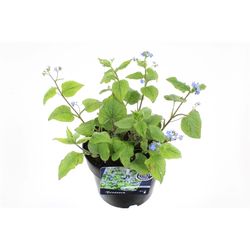 Brunnera Macr. T17 H25