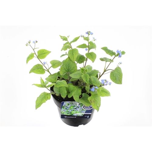Brunnera Macr. T17 H25