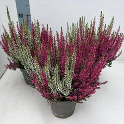 Calluna BL weiss/lila T13 H025