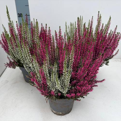 Calluna BL weiss/lila T13 H025