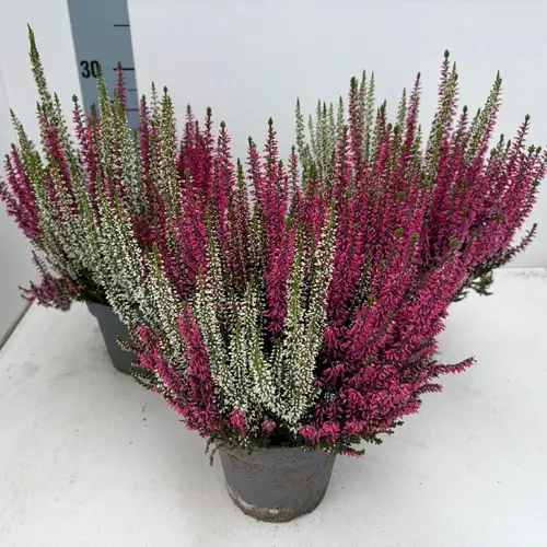 Calluna BL weiss/lila T13 H025