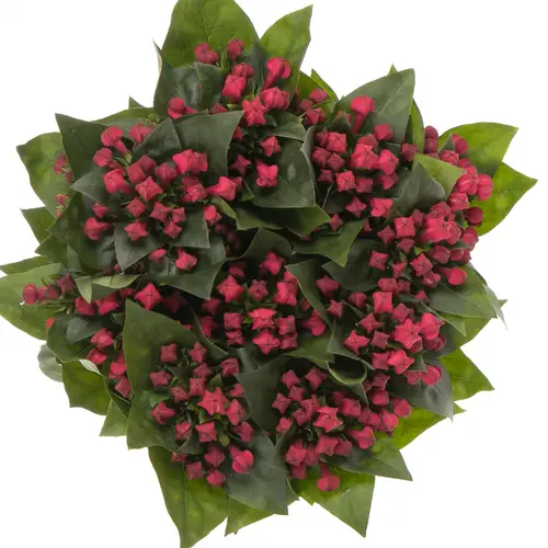 Bouvardie rot Winter 70 cm