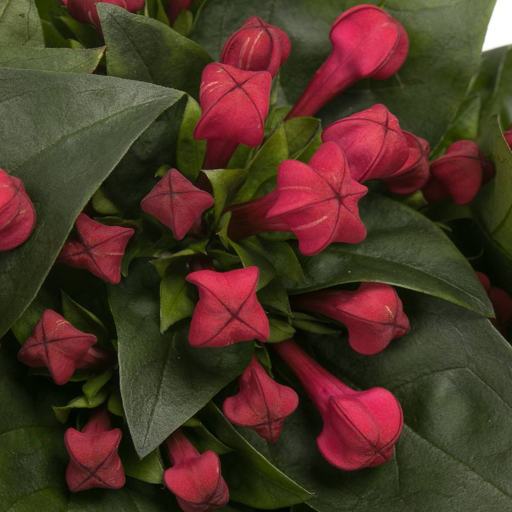 Bouvardie rot Winter 70 cm
