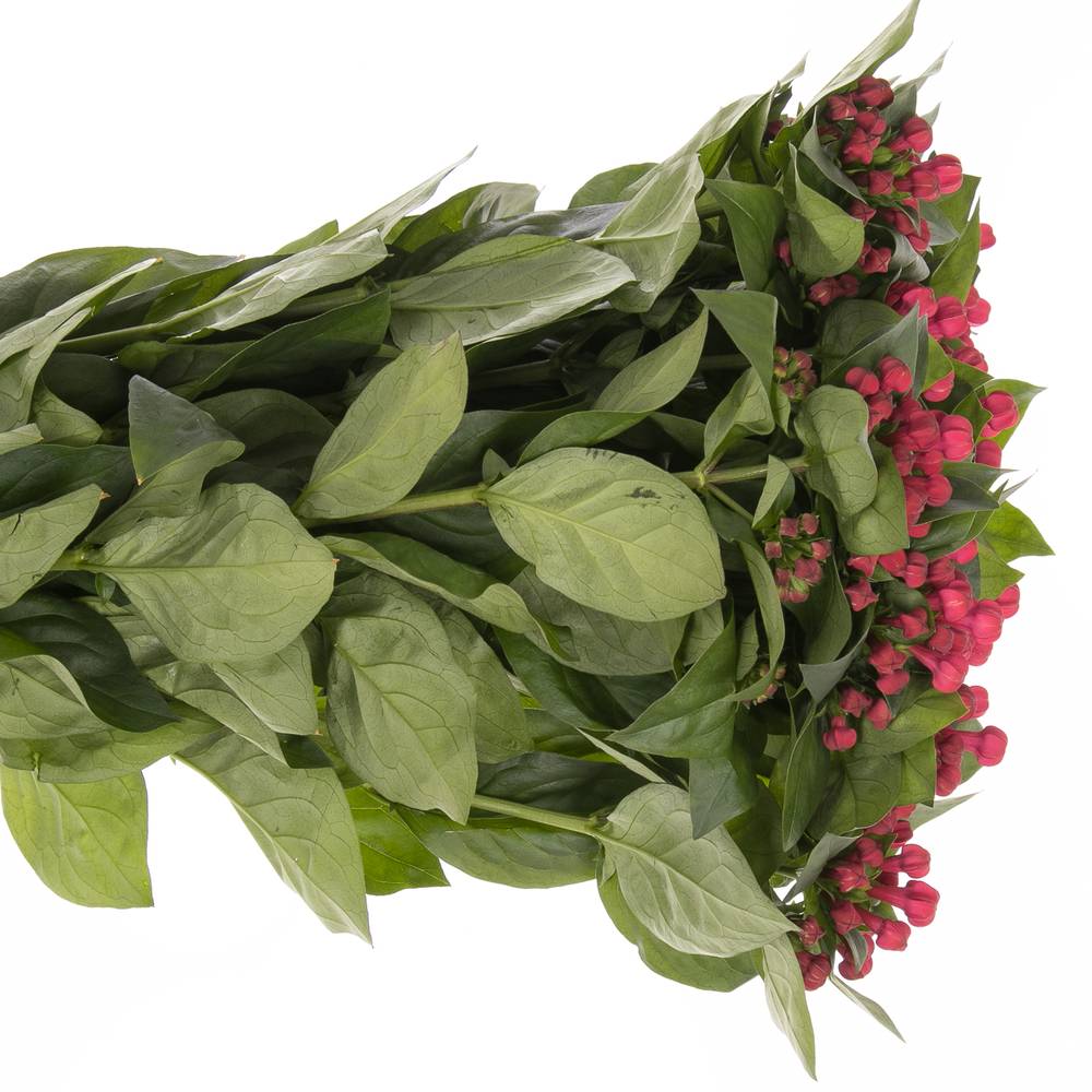 Bouvardie rot Winter 70 cm