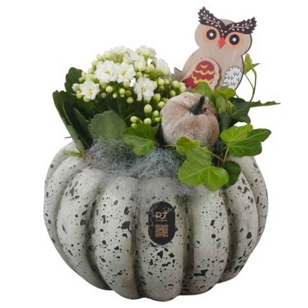 Kal.Arr PTHI3262 Herbst T17 H020