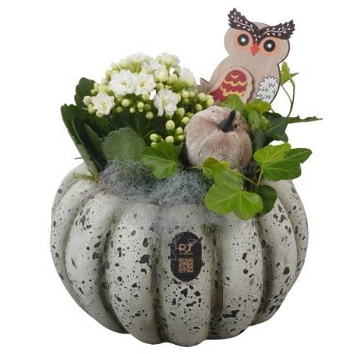 Kal.Arr PTHI3262 Herbst T17 H020