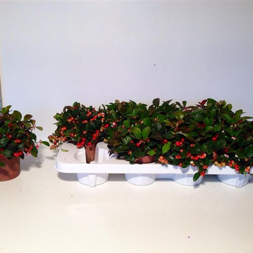 Gaultheria rot T11 H15