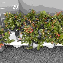 Gaultheria rot T11 H15