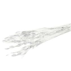 Trocken Chasmanthium Silber L80cm x10