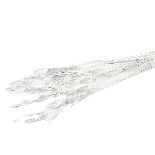 Trocken Chasmanthium Silber L80cm x10