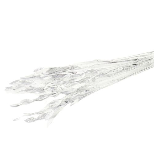 Trocken Chasmanthium Silber L80cm x10