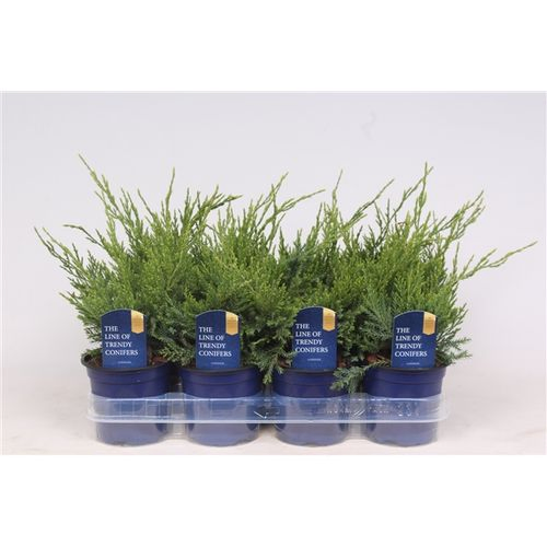 Juniperus Pfitzeriana Mint Julep T11 H020