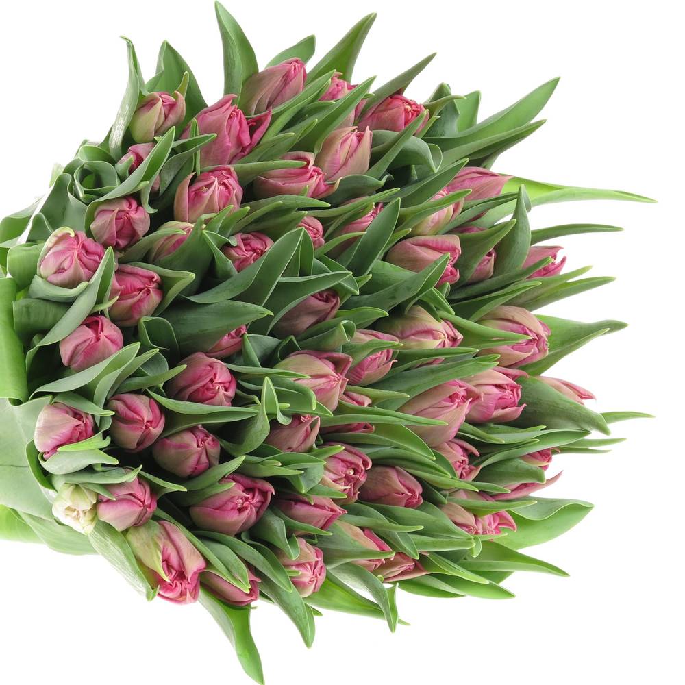 Tulpe pink doppel Cognac 32 Gramm