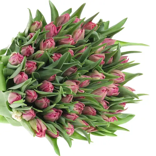 Tulpe pink doppel Cognac 32 Gramm