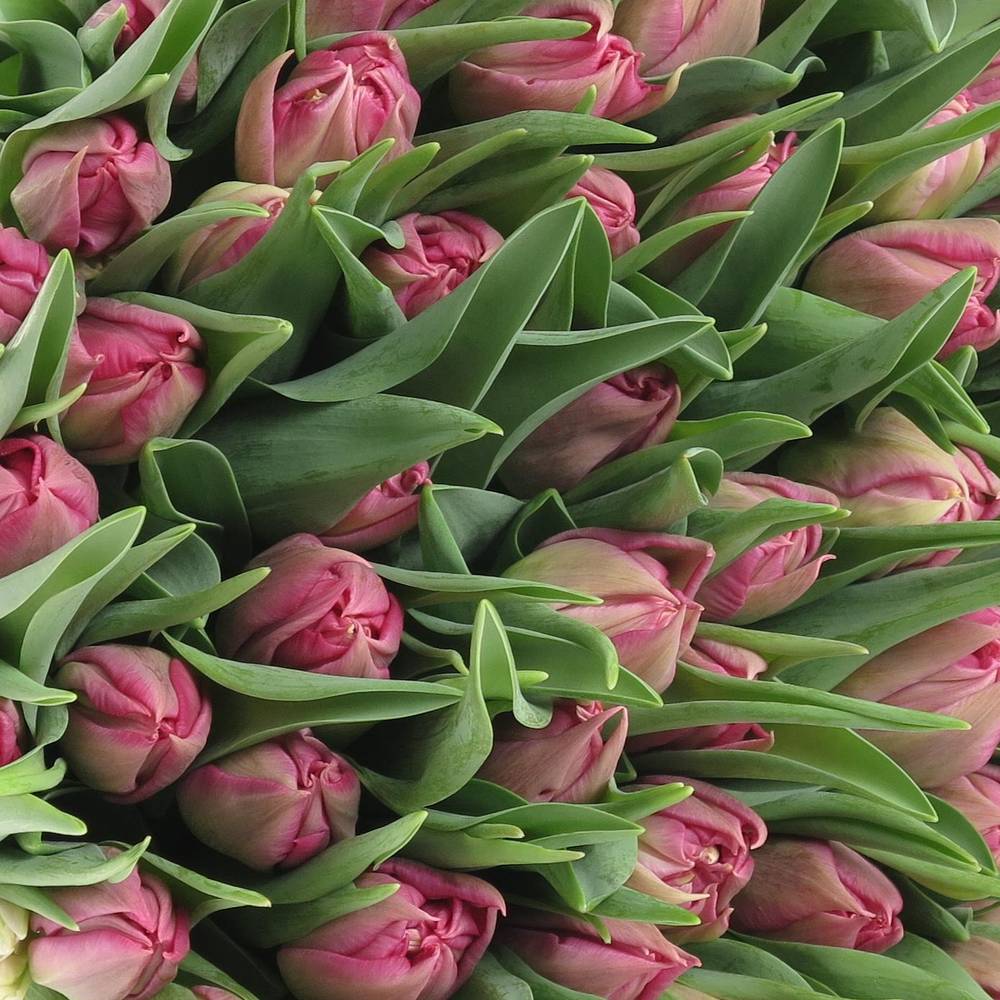 Tulpe pink doppel Cognac 32 Gramm